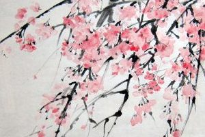 sakura