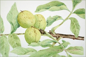 Robert-Schumann-Myrthen-Opus-25-No-3-Der-Nussbaum.jpg